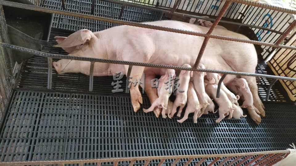 （古城封面副文）毁猪逾一年还未发放赔偿金 刘志俍促尽快发放赔偿金