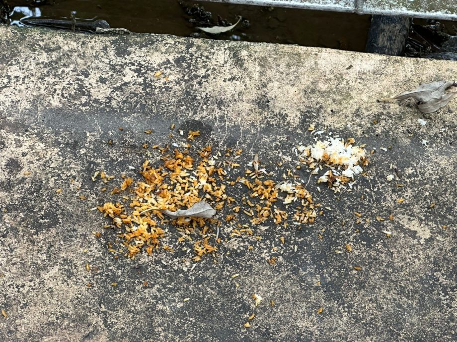 （古城第三版主文）甲河畔红树林现垃圾 刘志俍促民众勿乱丢垃圾