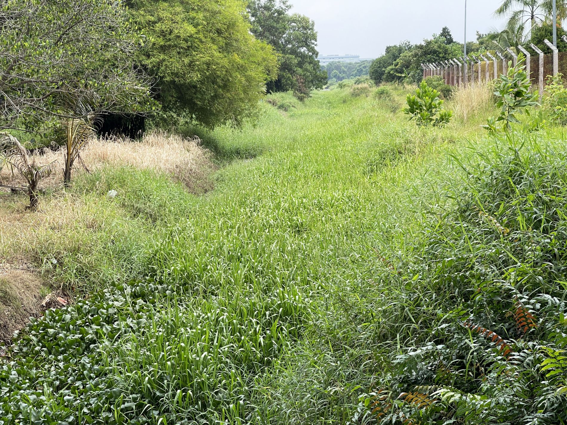 （古城第四版主文）布袋莲、野草成“河”
