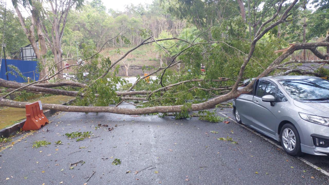 新笃北方大学今日下午一场暴风雨,多棵大树倒塌压毁轿车。