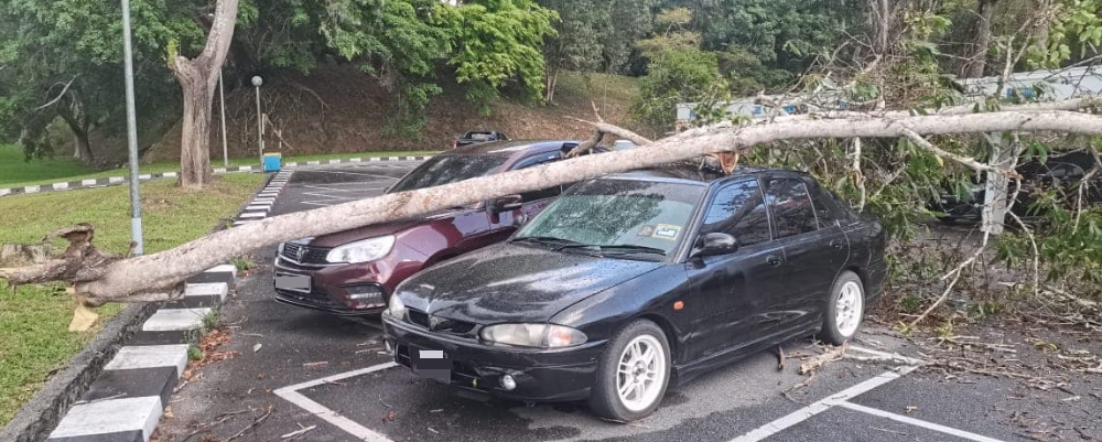 新笃北方大学今日下午一场暴风雨,多棵大树倒塌压毁轿车。