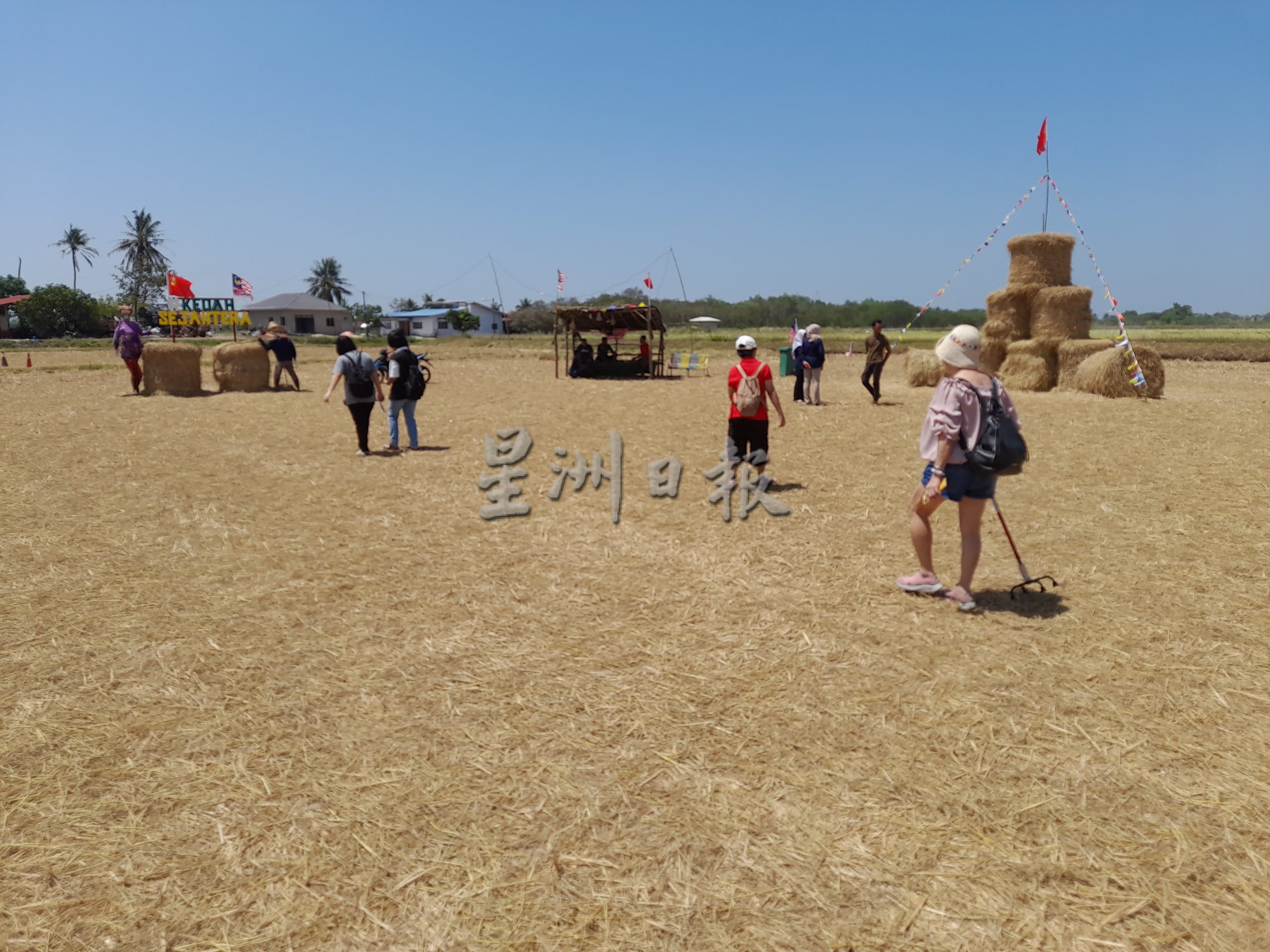 米都重现卷卷草布置场景 吸引民众拍照打卡