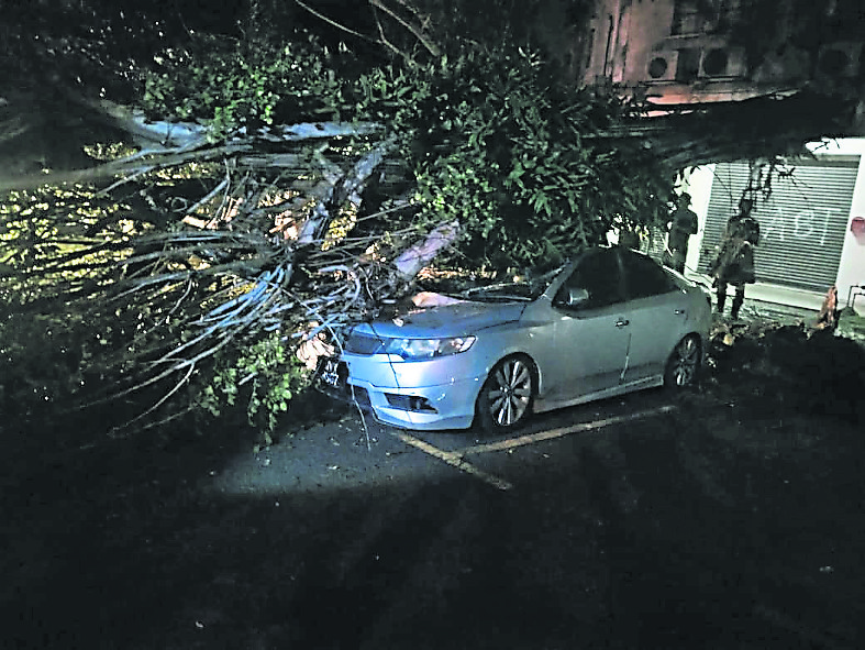 (大都会)车主阻消拯员锯倒树移车,理由:要向地方政府索偿