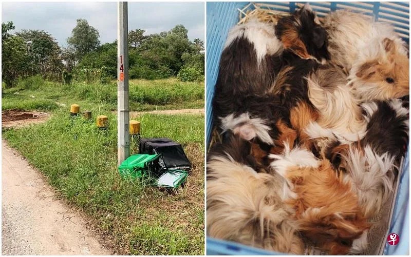 (已签发)柔:狮城二三事:17只天竺鼠塞入两送餐袋 被遗弃在双溪登雅路