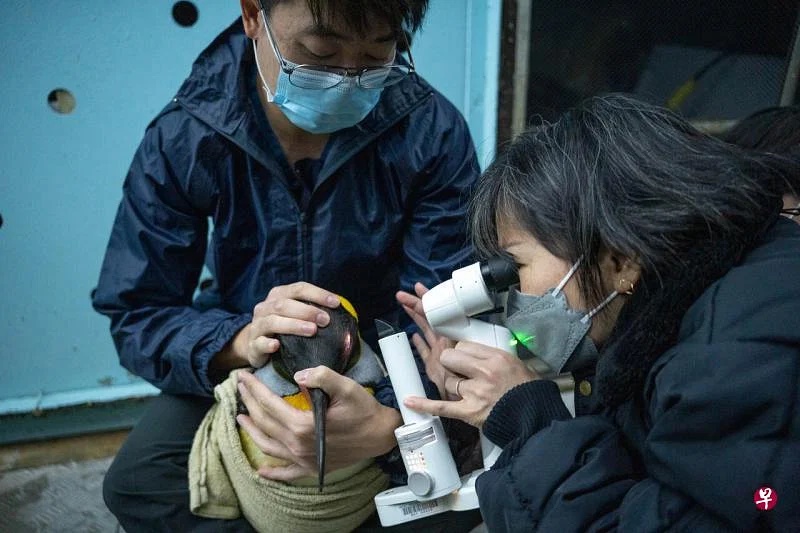（已签发）柔：狮城二三事：世界创举 裕廊飞禽公园企鹅动白内障手术