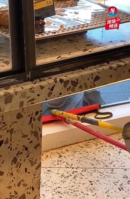 (已签发)柔:狮城二三事:市区商场面包店惊见蛇出没 店员合作捕蛇