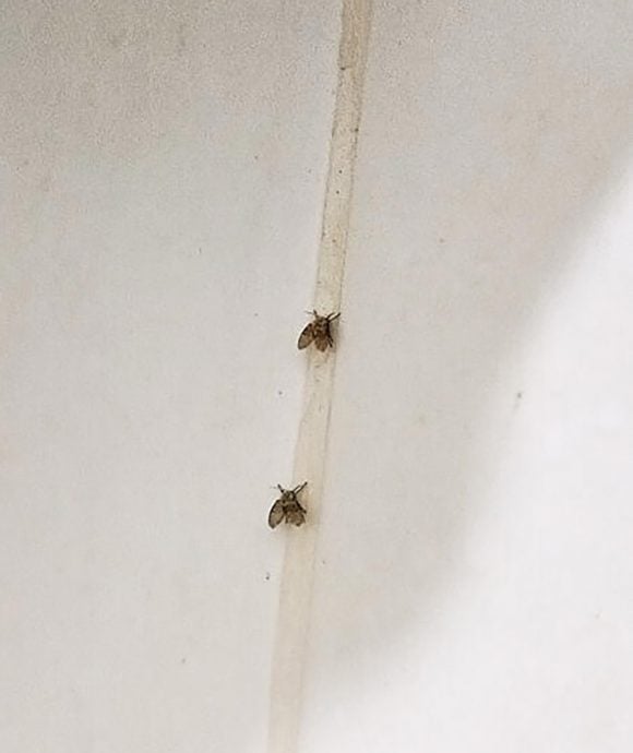 （已签发）柔：狮城二三事：浴室常现蛾蚋　9年饱受困扰　屋主：忧飞进初生婴儿嘴