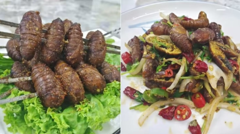 (已签发)柔:狮城二三事:狮城政府尚未批准售卖食用昆虫 有餐馆已开始售卖蚕蛹菜肴