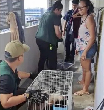 (已签发)柔:狮城二三事:男女租户搬走疑弃16猫2兔 狮城AVS展开调查