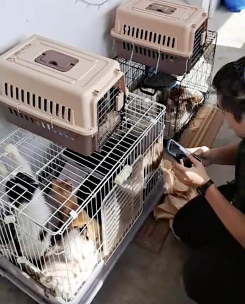 (已签发)柔:狮城二三事:男女租户搬走疑弃16猫2兔 狮城AVS展开调查