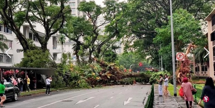 (已签发)柔::狮城二三事:中峇鲁路大树倒下阻断交通 砸中走道与轿车一人送院