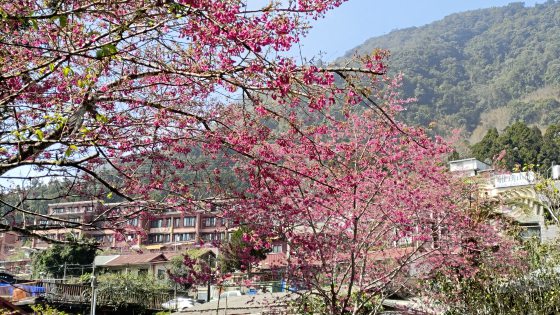 Kim Teoh／仰望樱花──手机摄影