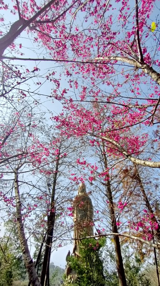 Kim Teoh／仰望樱花──手机摄影