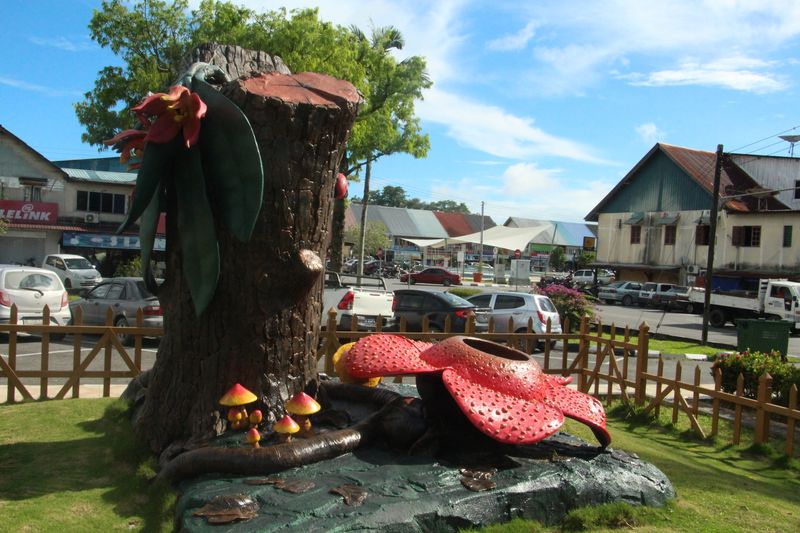 伦乐 Lundu：莱佛士花