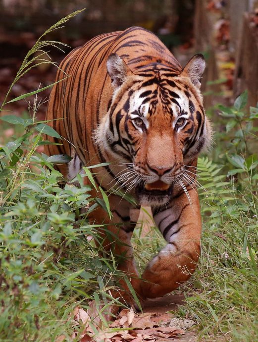 107相机陷阱追踪 原住民守护 霹柏隆现小虎数量回升