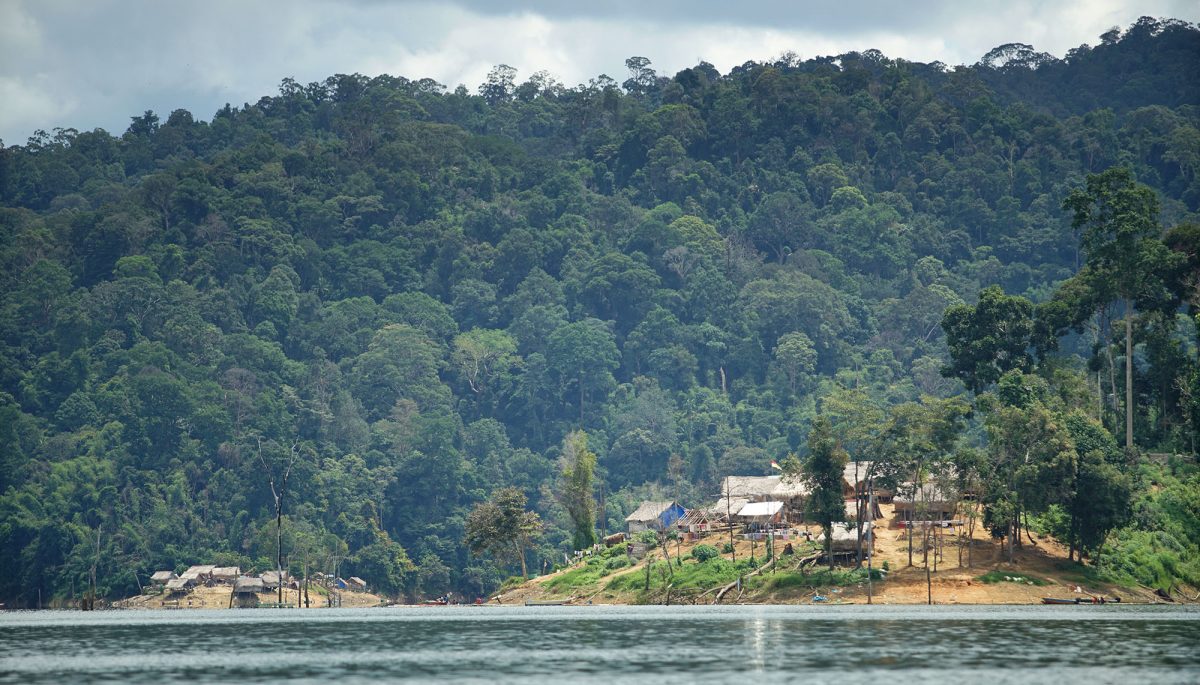 107相机陷阱追踪 原住民守护 霹柏隆现小虎数量回升