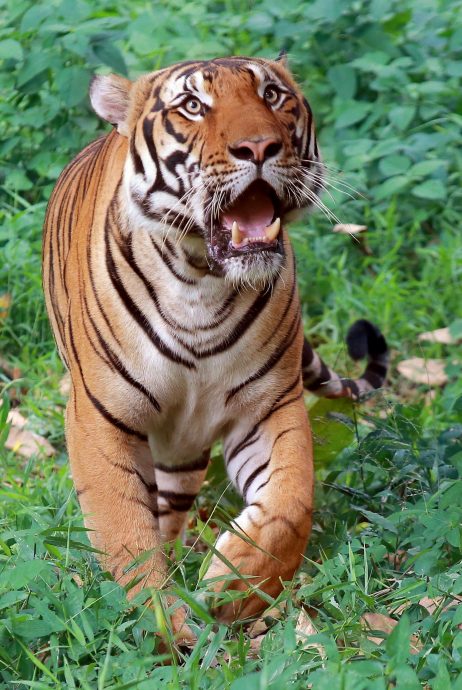 107相机陷阱追踪 原住民守护 霹柏隆现小虎数量回升