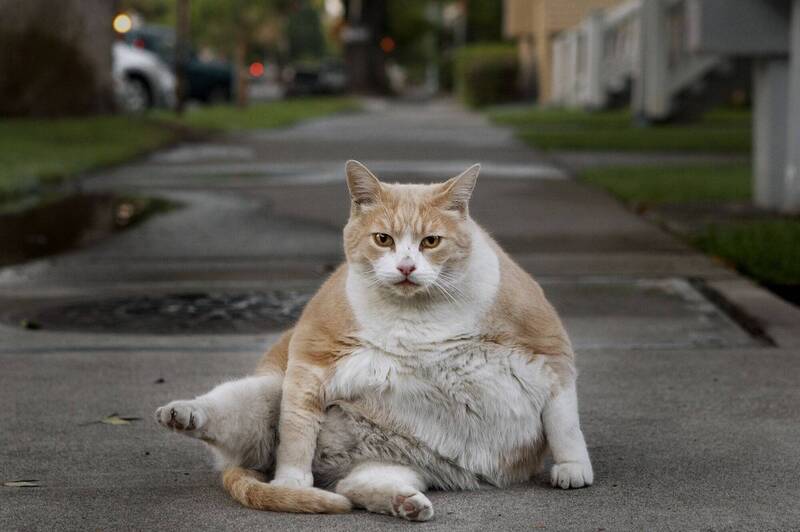 2个月女婴多处骨折亡 狠父竟辩称猫咪压的