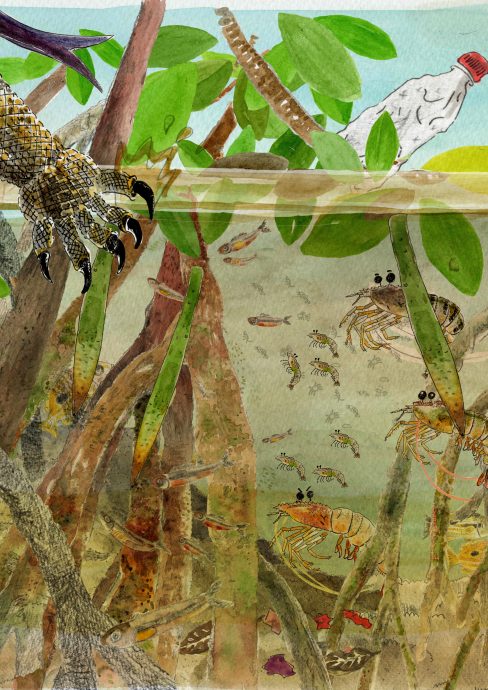 【写生集】NOvia／红树林里的共存者