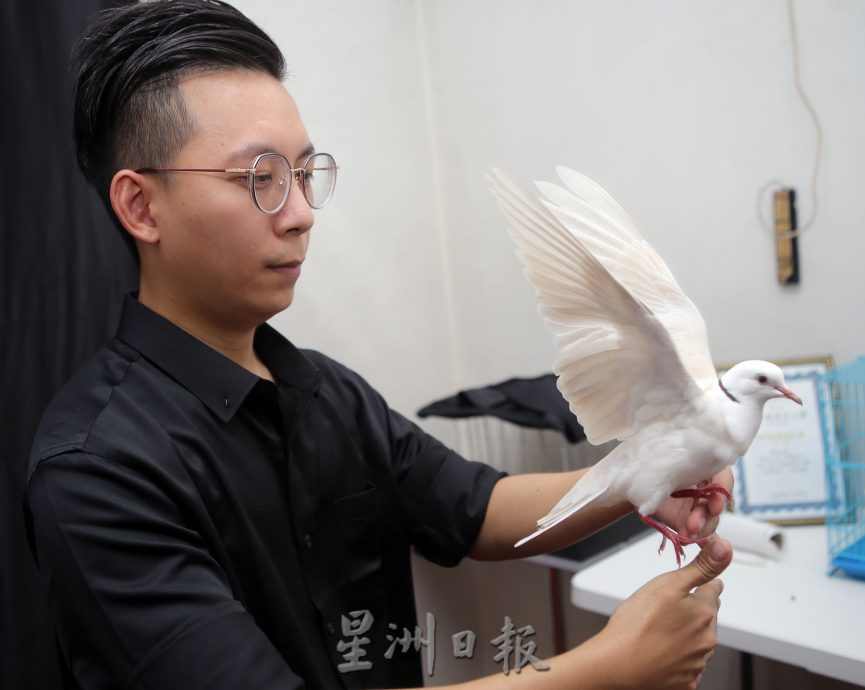 【我家萌宠】/黄建程:是表演伙伴也是宠物 用耐心训练魔术鸽