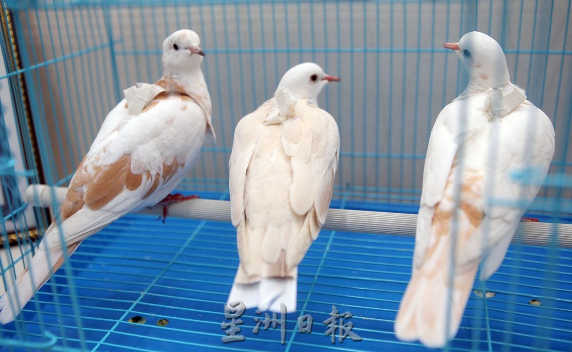 【我家萌宠】/黄建程:是表演伙伴也是宠物 用耐心训练魔术鸽