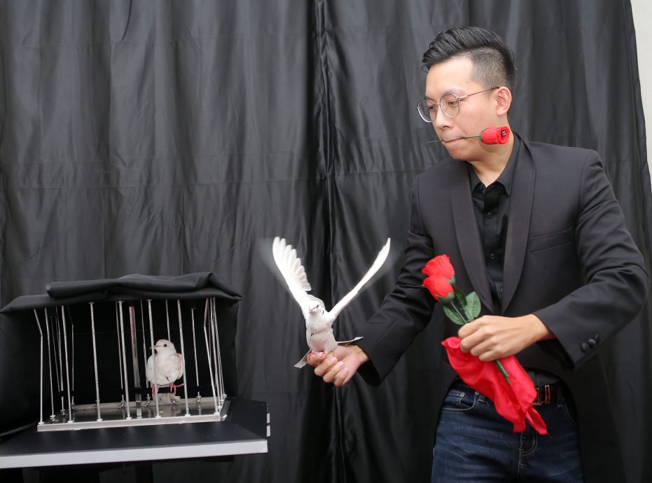 【我家萌宠】/黄建程:是表演伙伴也是宠物 用耐心训练魔术鸽