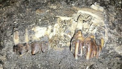 【近打谷探洞／02（2025年部分已炸毁！）】古生物化石，发现史前的生命轨迹