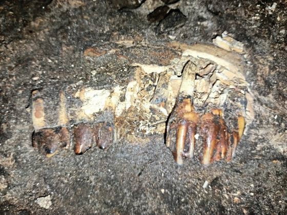 【近打谷探洞／02】古生物化石，发现史前的生命轨迹