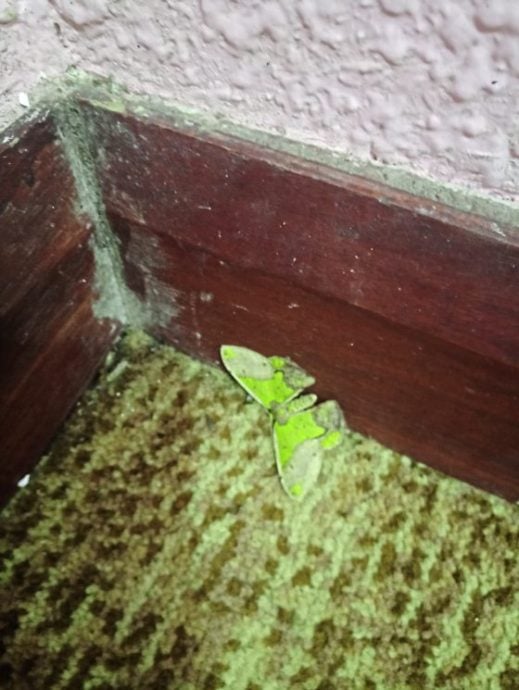 【马来西亚‧彭亨】福隆港——美景相伴,岁月静好