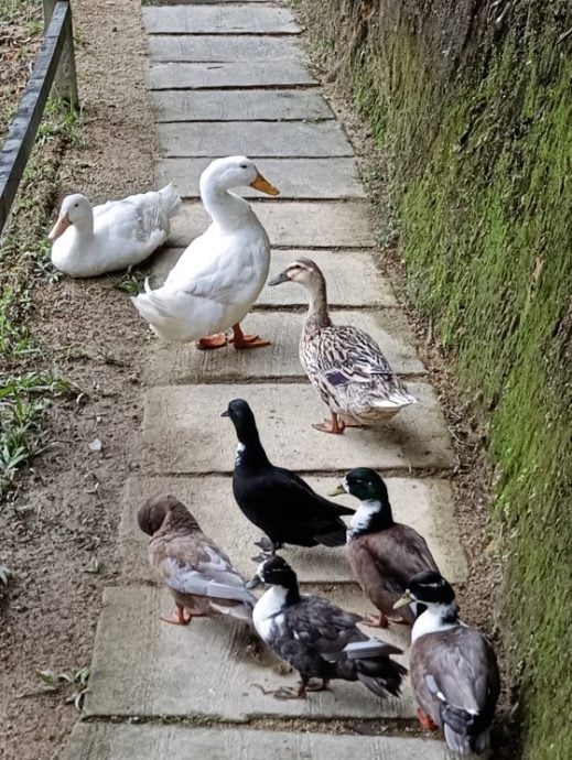 【马来西亚‧彭亨】福隆港——美景相伴,岁月静好