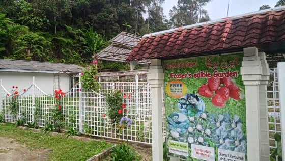 【马来西亚‧彭亨】福隆港——美景相伴,岁月静好