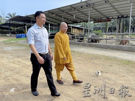 【马来西亚慈悲护生园】生命无价，无私援救安养待宰动物