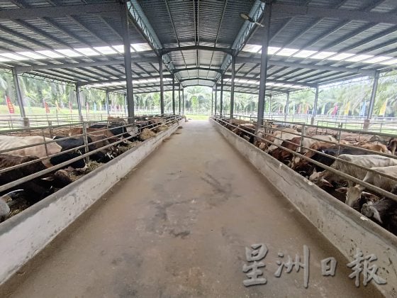 【马来西亚慈悲护生园】生命无价，无私援救安养待宰动物