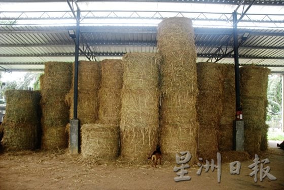 【马来西亚慈悲护生园】生命无价，无私援救安养待宰动物