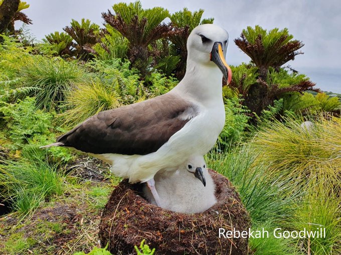 世界最偏远小岛征才！年薪十几万职缺曝光　从南非搭船7天才能到