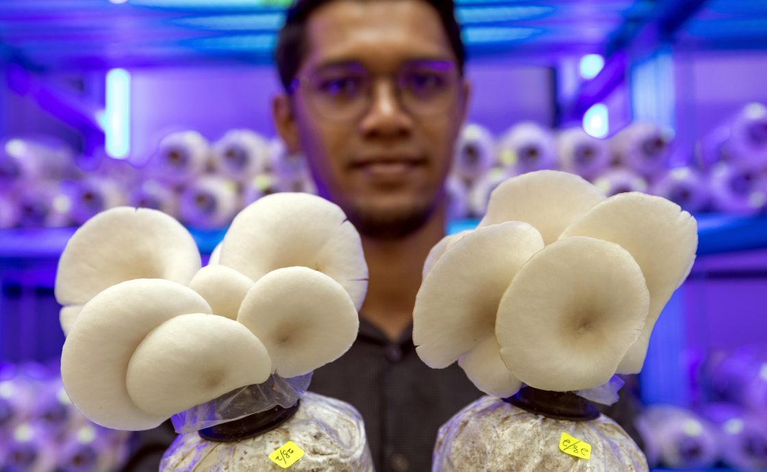 东:丹州玛拉工艺大学(UiTM)在马樟县院校响应政府解决粮食问题的呼吁,通过“iMistroom 2000”系统设立了国内第一座精明“菇屋”,以生产白蚝菇(cendawan tiram putih)。