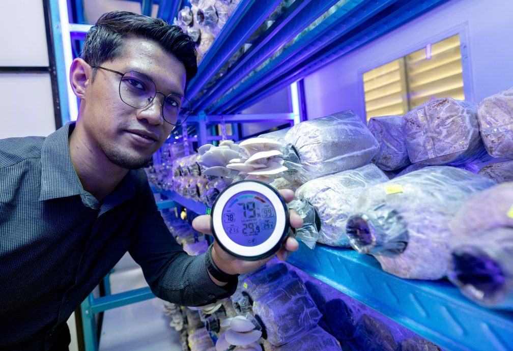 东:丹州玛拉工艺大学(UiTM)在马樟县院校响应政府解决粮食问题的呼吁,通过“iMistroom 2000”系统设立了国内第一座精明“菇屋”,以生产白蚝菇(cendawan tiram putih)。