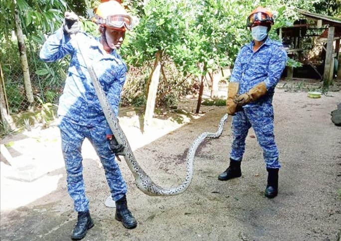 东:天气炎热,有蛇出没!登州民防部队在今年首三个月共捕抓了1966条蛇。