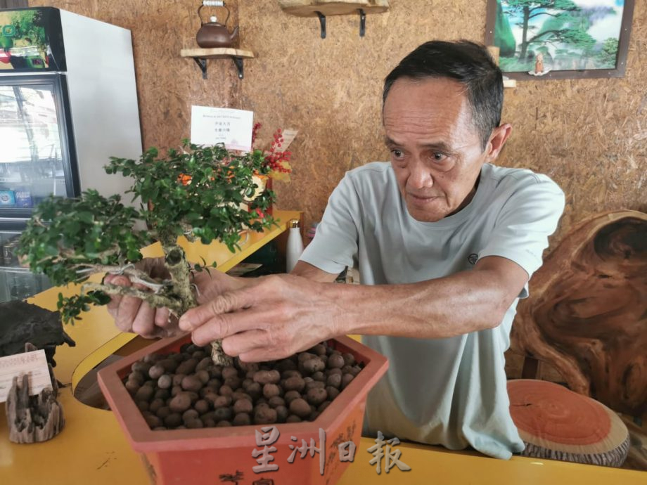 东:实木餐桌及盆栽装饰,原始大自然环境的食店具特色