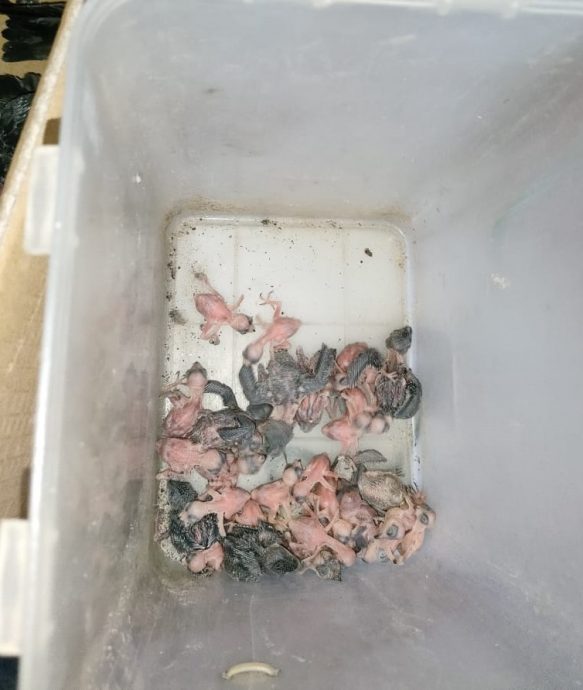 燕窝贼卷土重来,劳勿市区约7间燕屋被爆窃