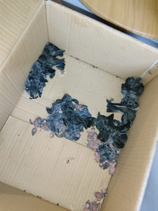 燕窝贼卷土重来,劳勿市区约7间燕屋被爆窃