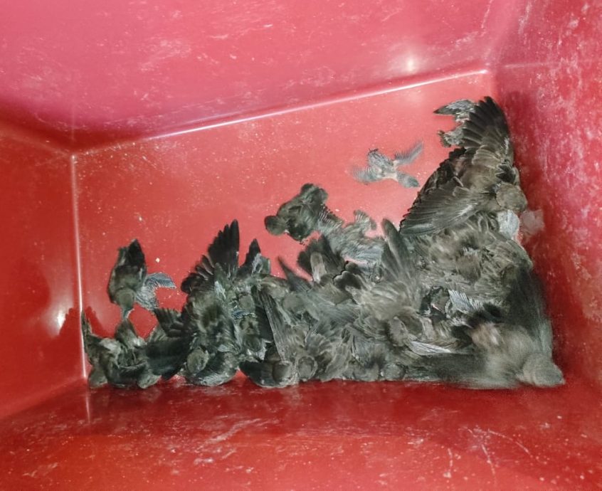 燕窝贼卷土重来,劳勿市区约7间燕屋被爆窃