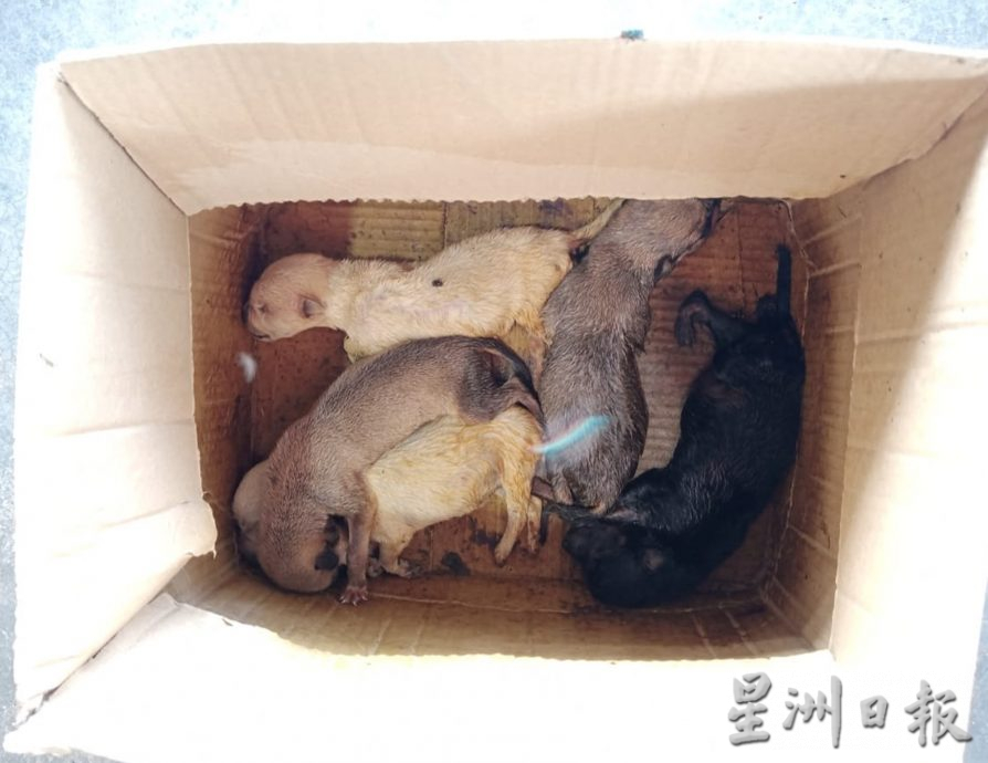 丢弃后廊巴刹 猫狗幼崽活活饿死