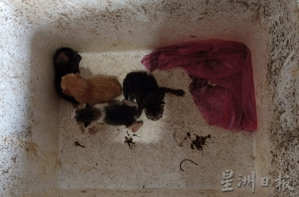 丢弃后廊巴刹 猫狗幼崽活活饿死
