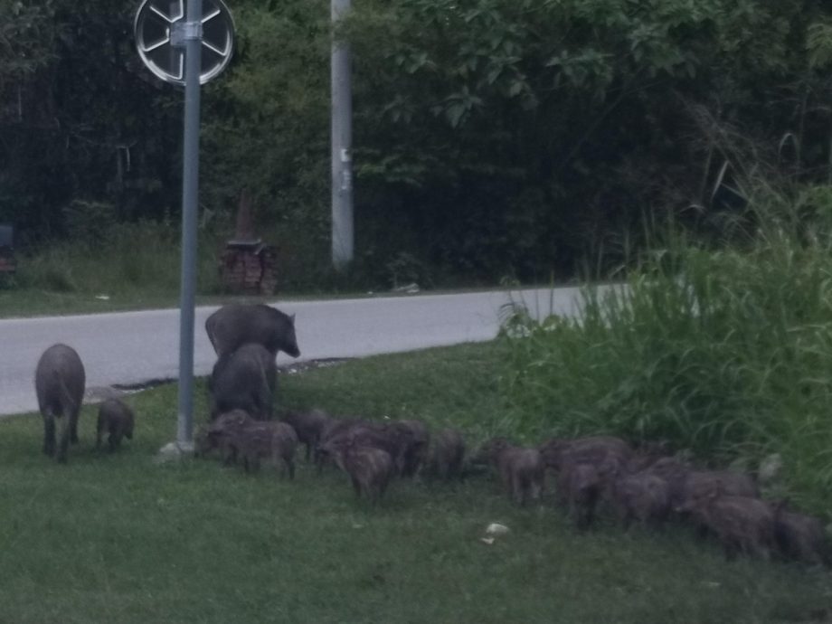 全:暖势力/野猪变家畜,25只野猪每天3次前往好心人家“用餐”