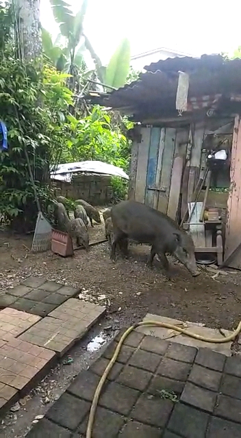 全:暖势力/野猪变家畜,25只野猪每天3次前往好心人家“用餐”