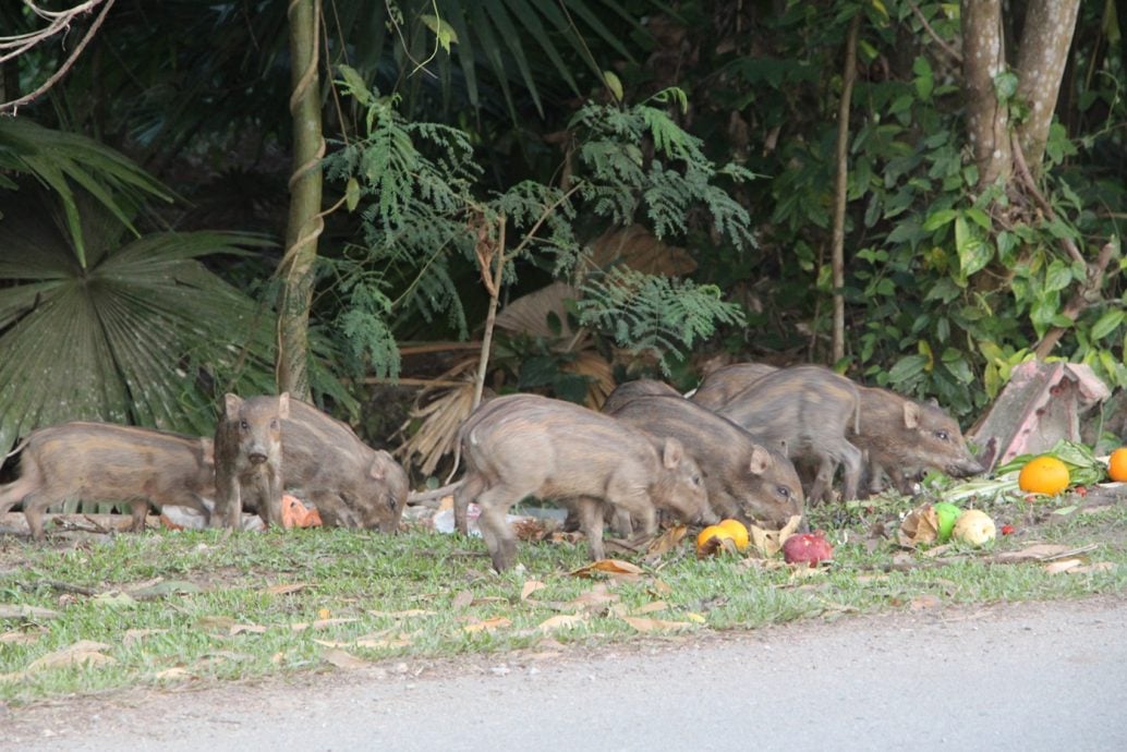全:暖势力/野猪变家畜,25只野猪每天3次前往好心人家“用餐”