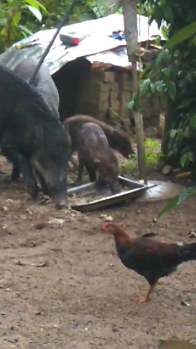 全:暖势力/野猪变家畜,25只野猪每天3次前往好心人家“用餐”