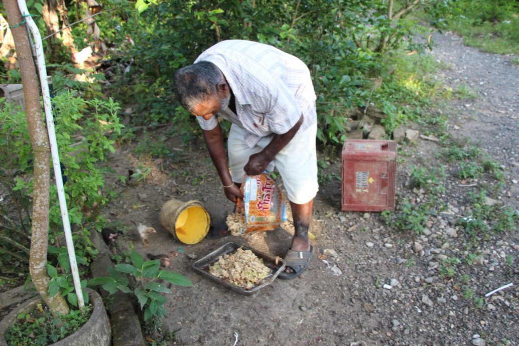 全:暖势力/野猪变家畜,25只野猪每天3次前往好心人家“用餐”