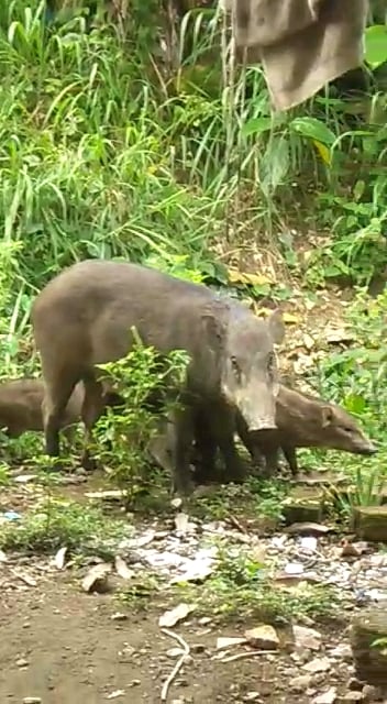 全:暖势力/野猪变家畜,25只野猪每天3次前往好心人家“用餐”